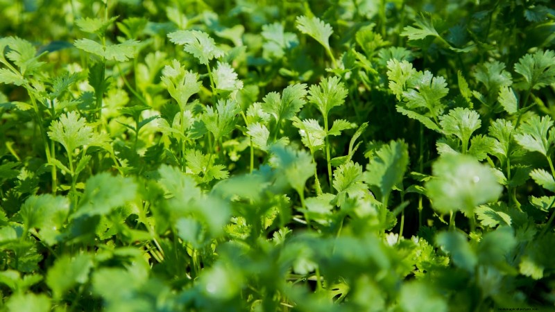 Wichtige Küchenkräuter für Ihren Garten:Ein Leitfaden für Anfänger 
