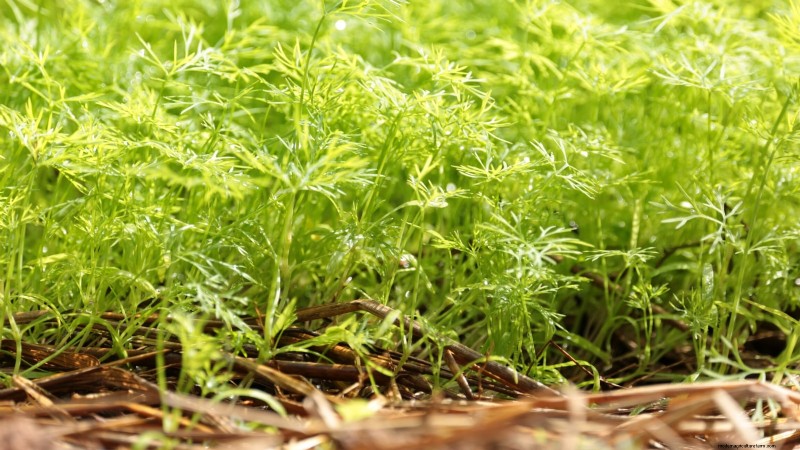 Wichtige Küchenkräuter für Ihren Garten:Ein Leitfaden für Anfänger 