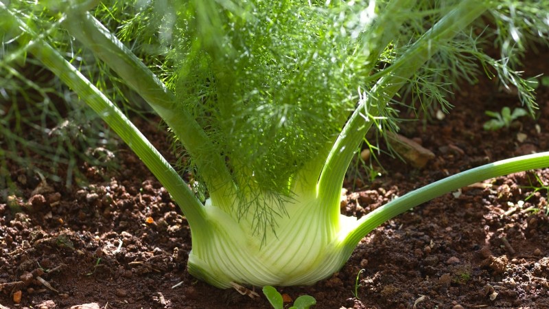 Wichtige Küchenkräuter für Ihren Garten:Ein Leitfaden für Anfänger 