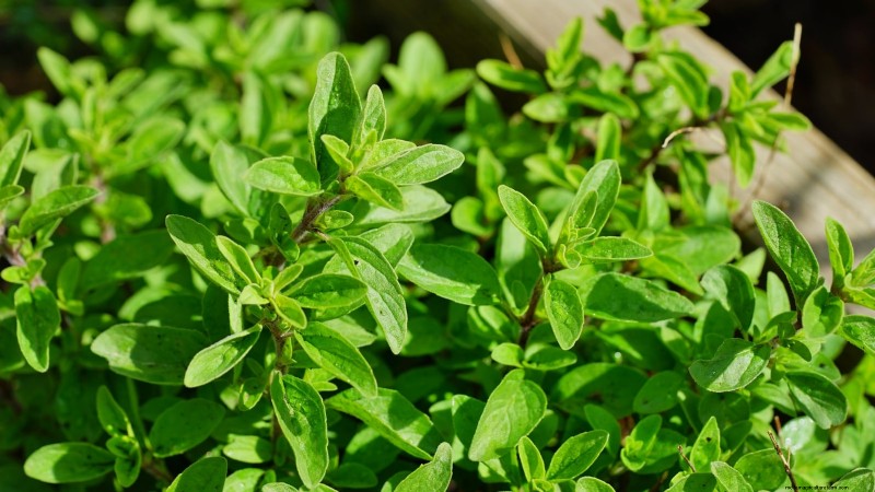 Wichtige Küchenkräuter für Ihren Garten:Ein Leitfaden für Anfänger 