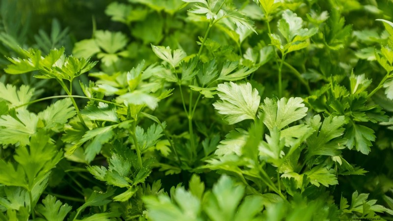 Wichtige Küchenkräuter für Ihren Garten:Ein Leitfaden für Anfänger 