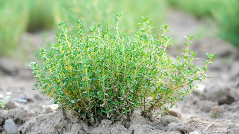 Wichtige Küchenkräuter für Ihren Garten:Ein Leitfaden für Anfänger 