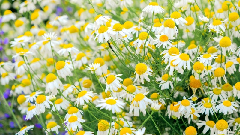 Wichtige Küchenkräuter für Ihren Garten:Ein Leitfaden für Anfänger 
