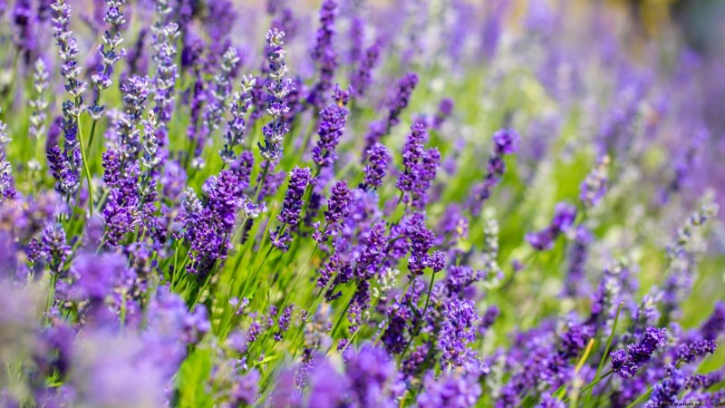 Wichtige Küchenkräuter für Ihren Garten:Ein Leitfaden für Anfänger 