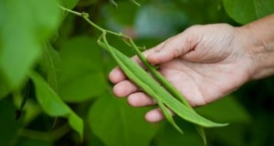 Scarlet Runner Beans:gids voor planten, groeien en verzorgen 
