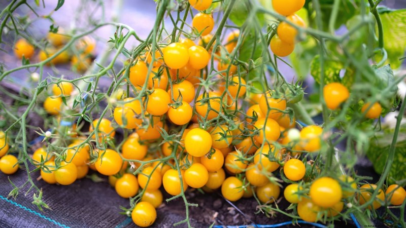 Wachsen Sie schneller und gesünder mit Tomaten:Expertentipps für Zone 5b 