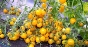 Groei snellere, gezondere tomaten:tips van experts voor zone 5b 