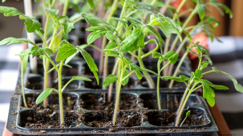 Wachsen Sie schneller und gesünder mit Tomaten:Expertentipps für Zone 5b 