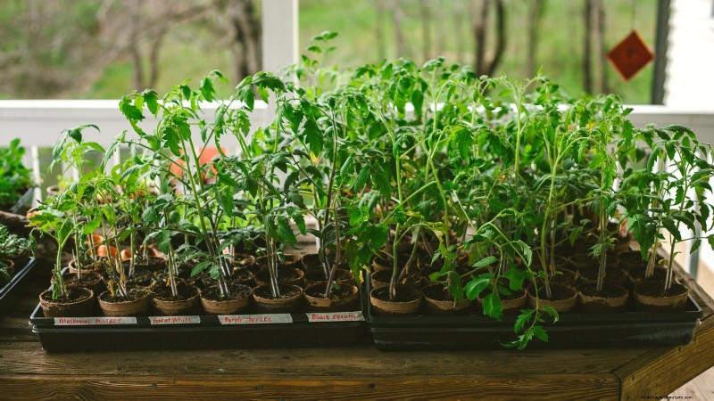 Wachsen Sie schneller und gesünder mit Tomaten:Expertentipps für Zone 5b 