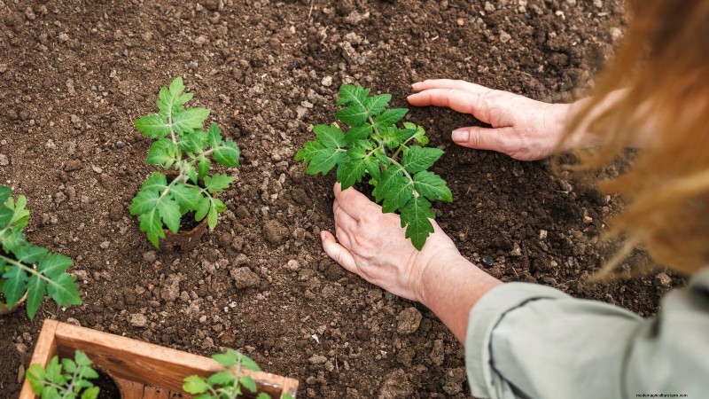 Wachsen Sie schneller und gesünder mit Tomaten:Expertentipps für Zone 5b 