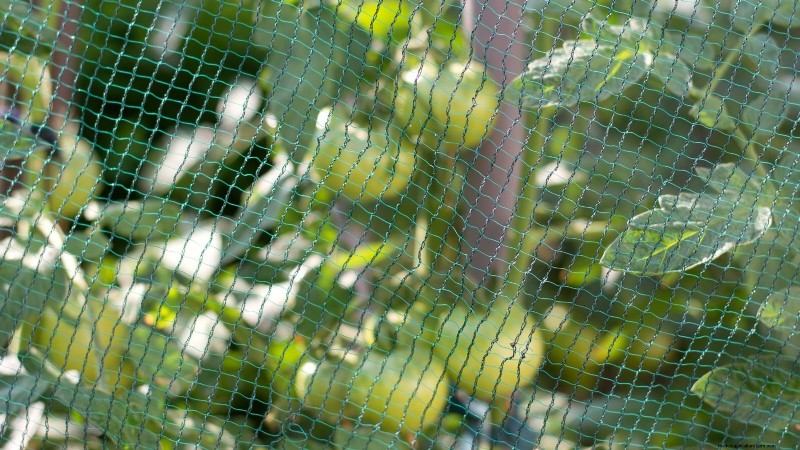 Wachsen Sie schneller und gesünder mit Tomaten:Expertentipps für Zone 5b 