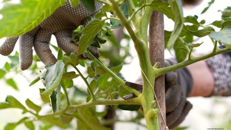 Wachsen Sie schneller und gesünder mit Tomaten:Expertentipps für Zone 5b 