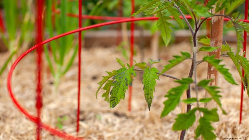 Wachsen Sie schneller und gesünder mit Tomaten:Expertentipps für Zone 5b 