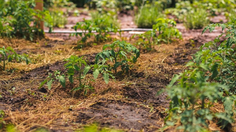 Wachsen Sie schneller und gesünder mit Tomaten:Expertentipps für Zone 5b 