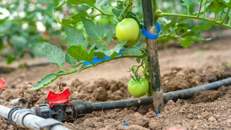Wachsen Sie schneller und gesünder mit Tomaten:Expertentipps für Zone 5b 