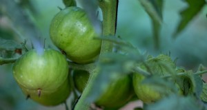 Heirloom-tomaten:top 21 variëteiten voor smaak en veerkracht 