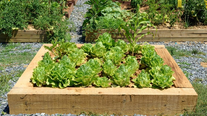 Entwerfen Sie einen schönen und produktiven französischen Potager-Garten 
