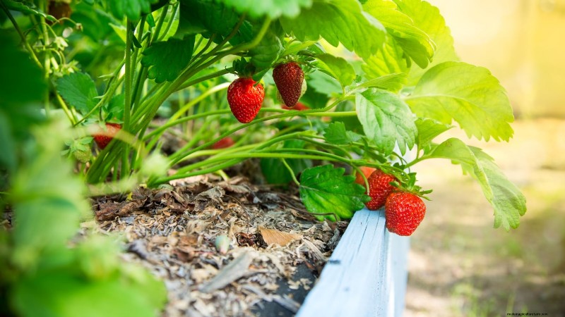 Entwerfen Sie einen schönen und produktiven französischen Potager-Garten 
