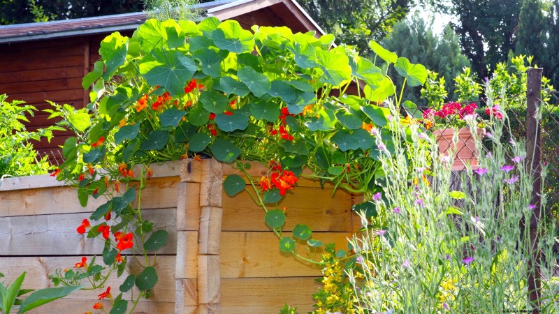 Entwerfen Sie einen schönen und produktiven französischen Potager-Garten 