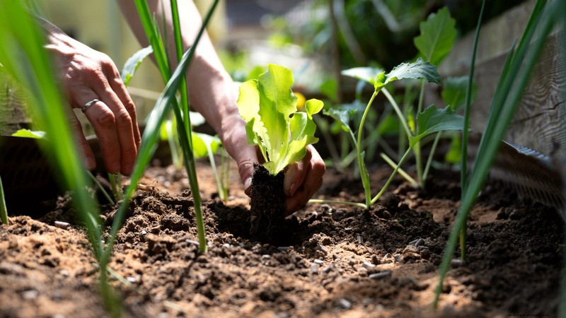 Entwerfen Sie einen schönen und produktiven französischen Potager-Garten 