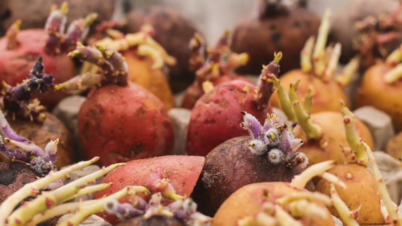 Aardappelplantgids:9 essentiële tips voor een overvloedige oogst 