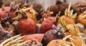 Aardappelplantgids:9 essentiële tips voor een overvloedige oogst 