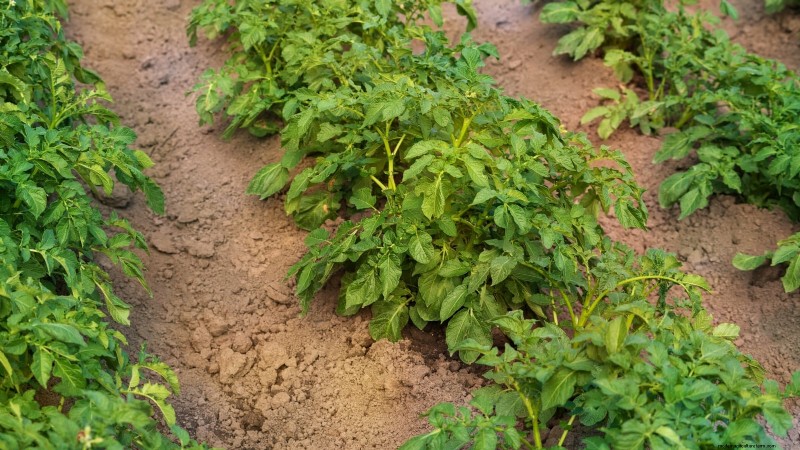 Aardappelplantgids:9 essentiële tips voor een overvloedige oogst 