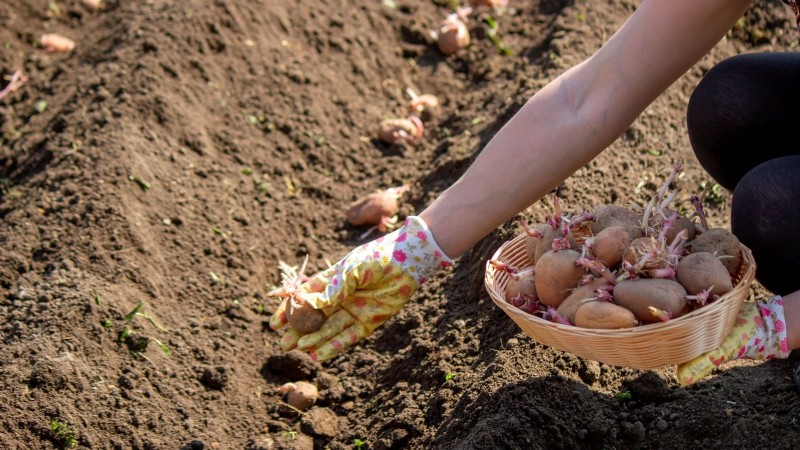 Aardappelplantgids:9 essentiële tips voor een overvloedige oogst 