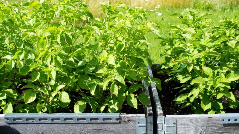 Aardappelplantgids:9 essentiële tips voor een overvloedige oogst 