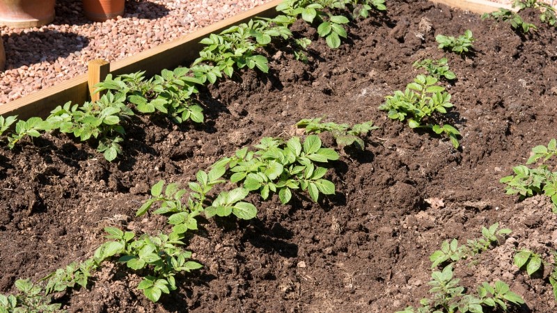Aardappelplantgids:9 essentiële tips voor een overvloedige oogst 