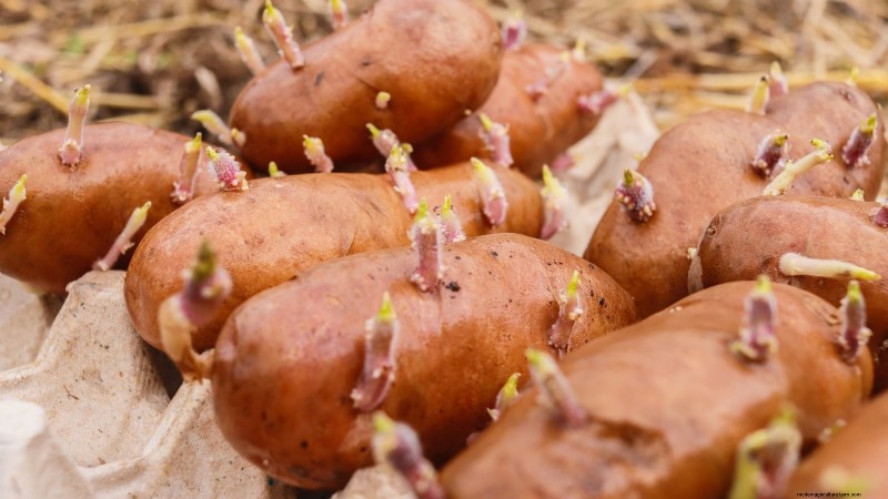 Aardappelplantgids:9 essentiële tips voor een overvloedige oogst 
