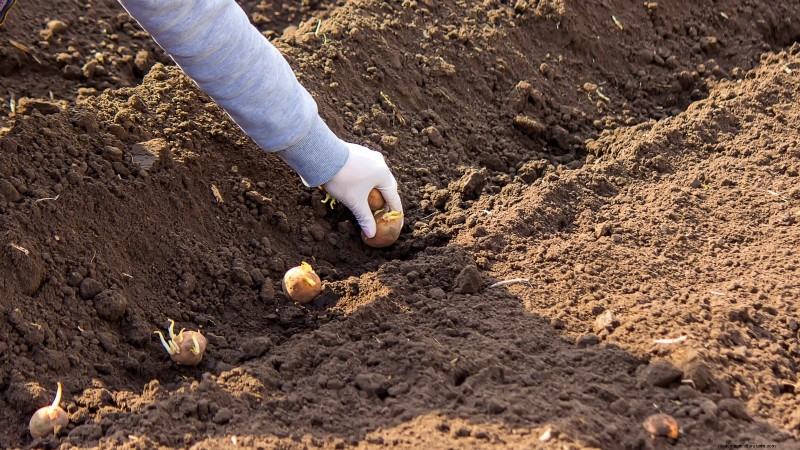 Aardappelplantgids:9 essentiële tips voor een overvloedige oogst 