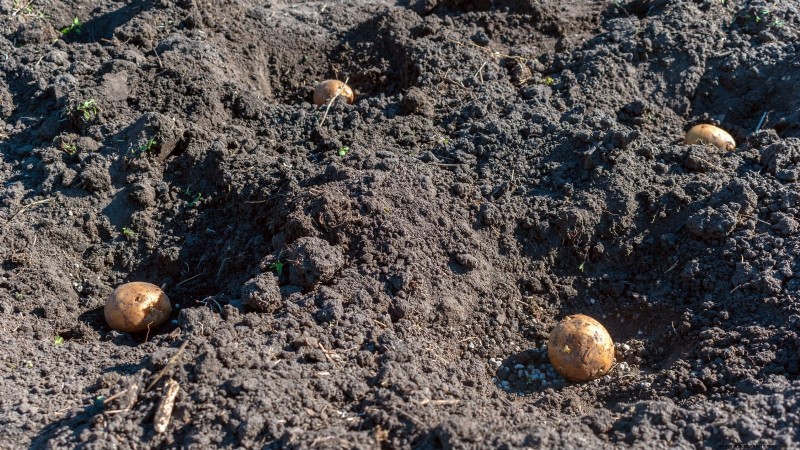 Aardappelplantgids:9 essentiële tips voor een overvloedige oogst 