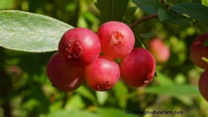 Anbau von Blaubeeren mit rosa Limonade:Ein umfassender Leitfaden 