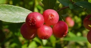 Roze limonade-bosbessen kweken:een uitgebreide gids 
