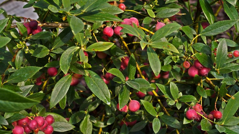 Anbau von Blaubeeren mit rosa Limonade:Ein umfassender Leitfaden 