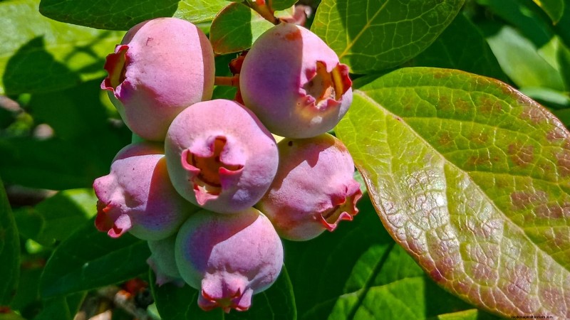Anbau von Blaubeeren mit rosa Limonade:Ein umfassender Leitfaden 