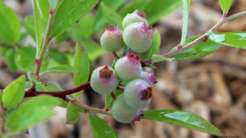 Anbau von Blaubeeren mit rosa Limonade:Ein umfassender Leitfaden 