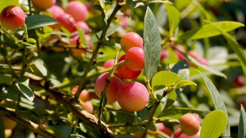 Anbau von Blaubeeren mit rosa Limonade:Ein umfassender Leitfaden 
