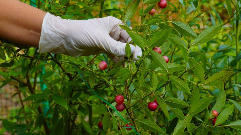 Anbau von Blaubeeren mit rosa Limonade:Ein umfassender Leitfaden 