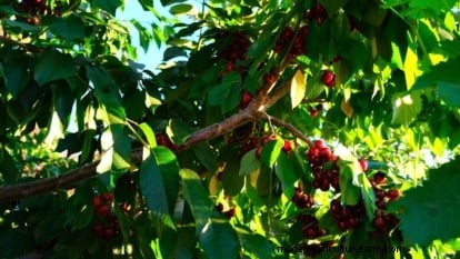Bing-Kirschbäume:Leitfaden zum Pflanzen, Wachsen und Pflegen 