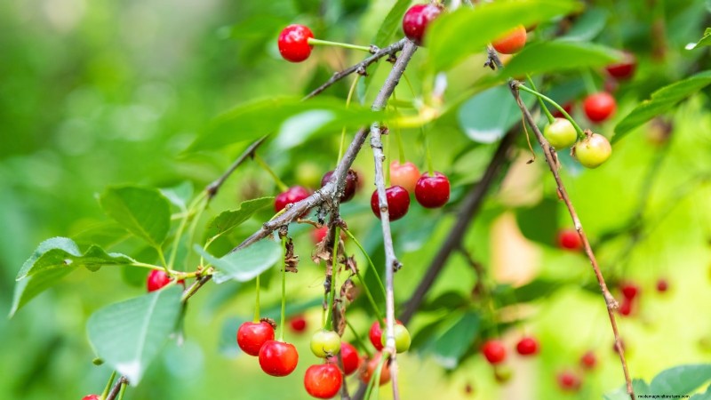 Bing-Kirschbäume:Leitfaden zum Pflanzen, Wachsen und Pflegen 