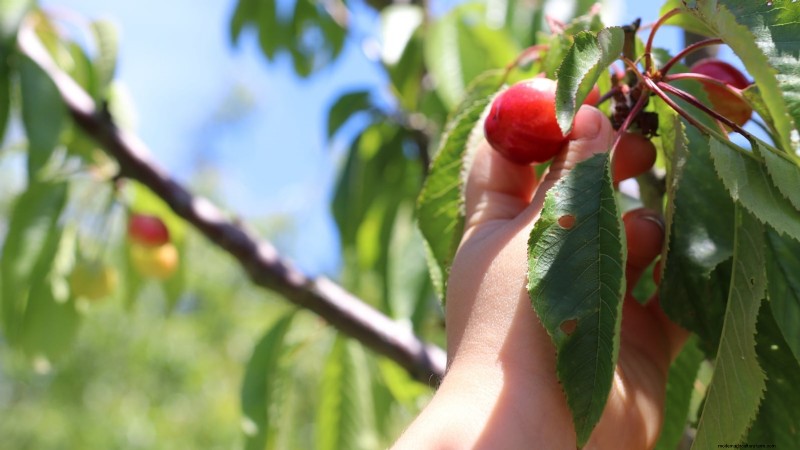Bing-Kirschbäume:Leitfaden zum Pflanzen, Wachsen und Pflegen 