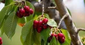 Black Tartarian Cherry Tree:gids voor planten, groeien en verzorgen 