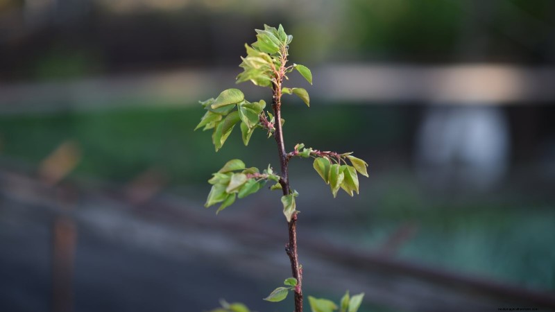 Schwarztatarischen Kirschbaum:Pflanz-, Wachstums- und Pflegeanleitung 