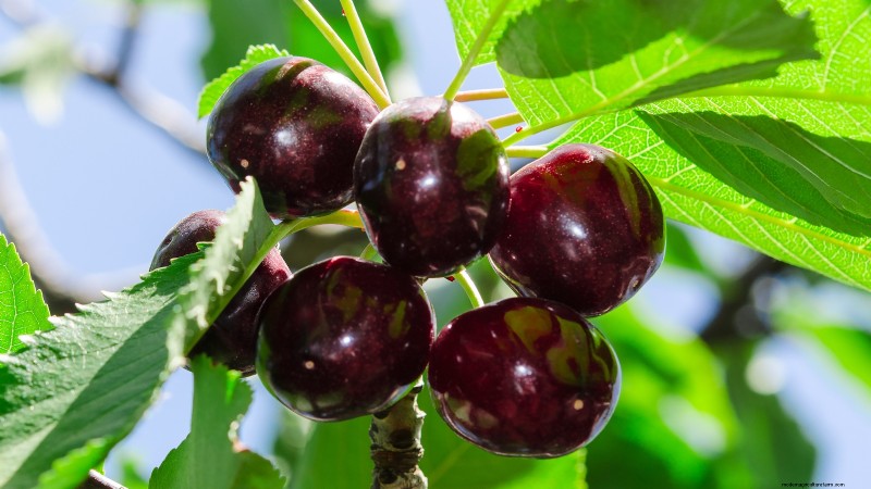 Schwarztatarischen Kirschbaum:Pflanz-, Wachstums- und Pflegeanleitung 