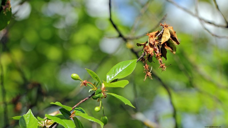 Schwarztatarischen Kirschbaum:Pflanz-, Wachstums- und Pflegeanleitung 