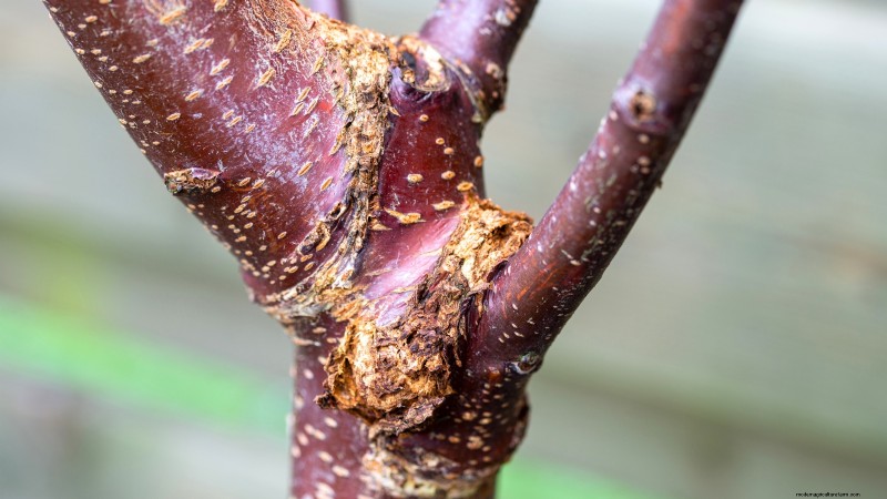 Schwarztatarischen Kirschbaum:Pflanz-, Wachstums- und Pflegeanleitung 