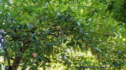 Wachsende Fuji-Apfelbäume:Pflanzen, Pflege und Ernte 