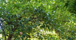 Groeiende Fuji-appelbomen:planten, verzorgen en oogsten 